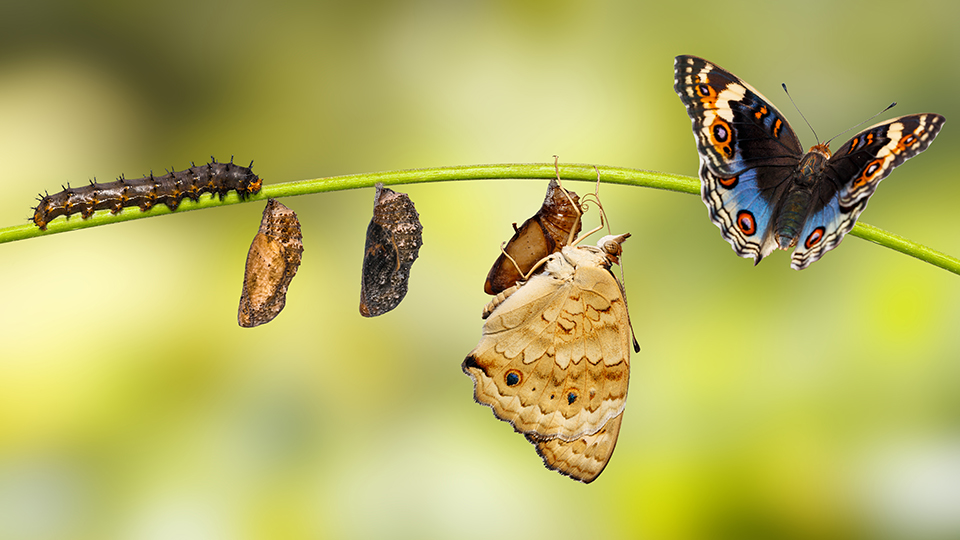 Life cycle of male blue pansy butterfly ( Junonia orithya Linnaeus ) from chrysalis and chrysalis on twig